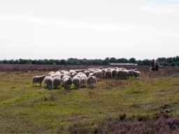 IMGP3178-Samling-paa-lammeflokken